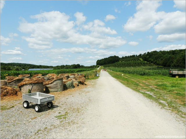Granjas de Massachusetts: Cider Hill Farm 