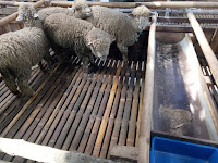 Trik dan Tips Membeli Serta Merawat Domba Merino by 78 Farm