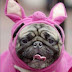 Carteles e imágenes de Pugs.