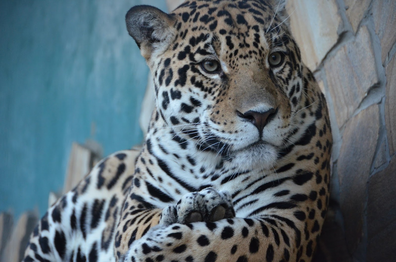 тайган парк гепарды. ягуар тайган. ягуар маркиза тайган. ягуар в тайгане. ягуарчики тайгана.