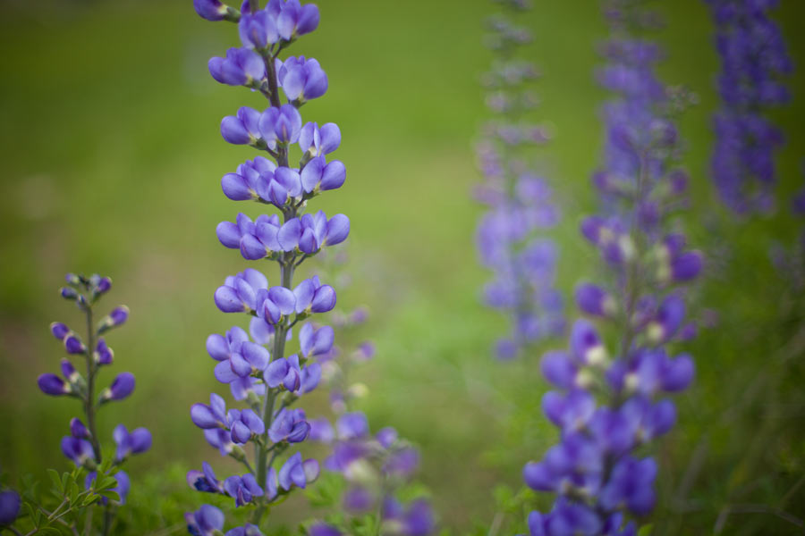 Capturing The Moment Photography A wren and pretty wildflowers