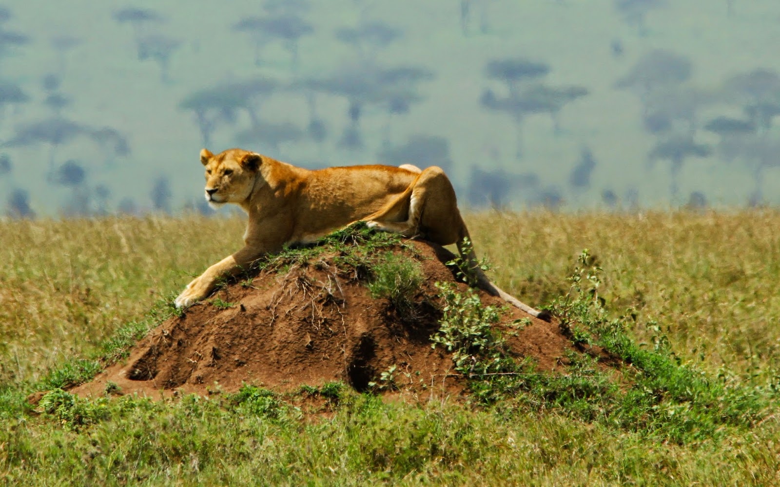 VER LEÕES NO SERENGETI - Encontros imediatos de 3º grau com os leões do Serengeti | Tanzânia