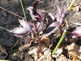 Hellebore lenten rose leaves unfurling by garden muses: a Toronto gardening blog
