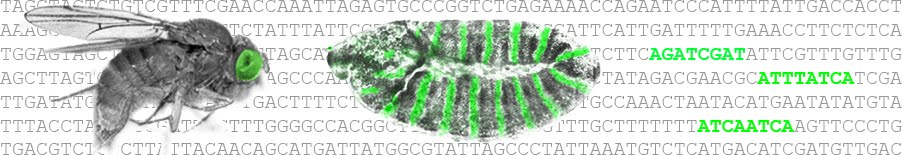 cis-regulatory evolution