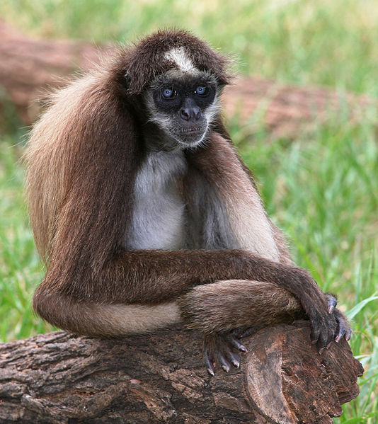 Mammals Animals: Brown Spider Monkey