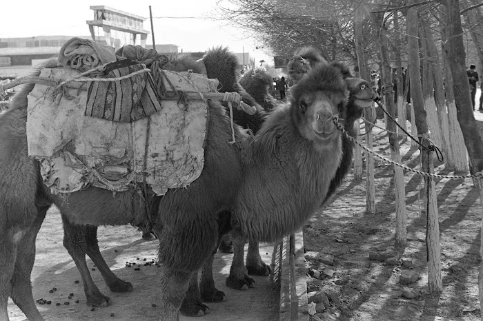 Qinhaï, Golmud, chameaux, © L. Gigout, 1990
