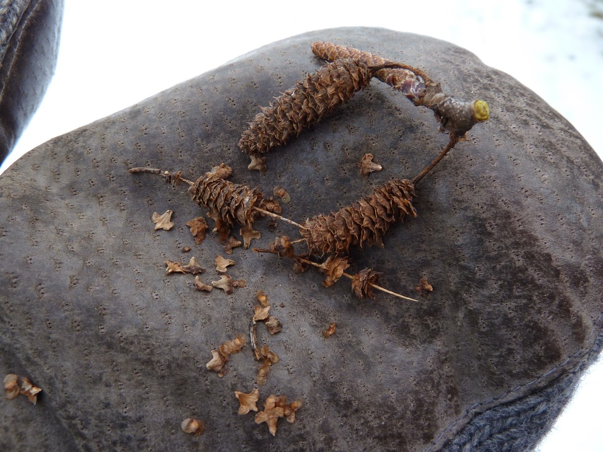 A Wisconsin Nature Journal Open Your Eyes and Appreciate the World