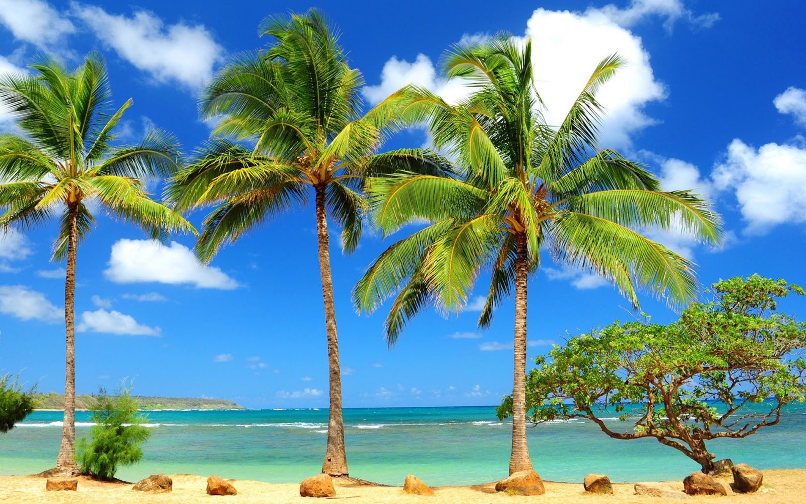 Beautiful Wallpapers for Desktop: Palm tree wallpapers hd