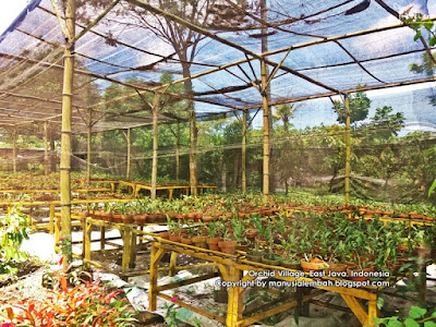 Wisata Kampung Anggrek Wisata Kampung Anggrek