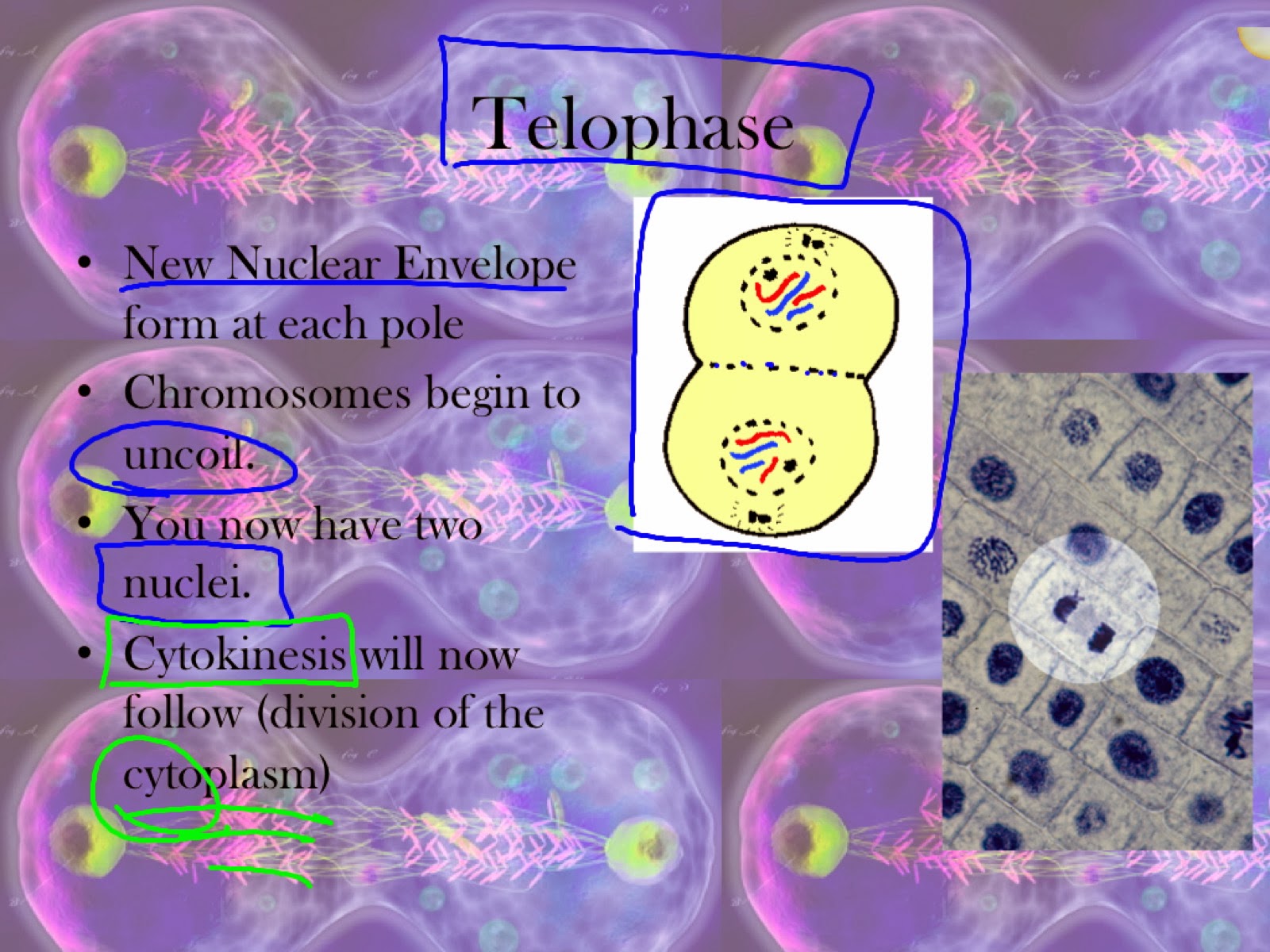 EC Honors Biology: Mitosis Notes