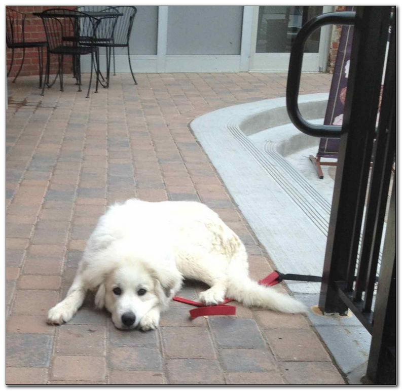 Dog Friendly Hotels Asheville North Carolina Traveonews Dog Friendly Hotels Asheville North Carolina
