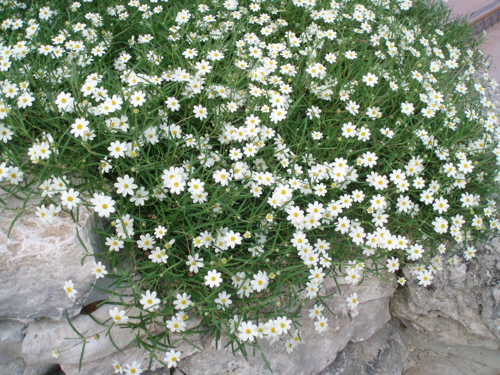 Wilson Landscape Nursery Plant Information Blackfoot Daisy