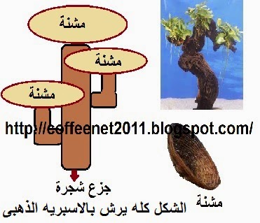 ديكورات ستاند -ديكورات ستاندات - شيك- ديكور غريب لمحل-ديكور حي من الاشجار و النباتات الجافة