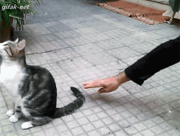 Funny cats - part 224, pictures and gifs of cats, funny cat, cute cat photo