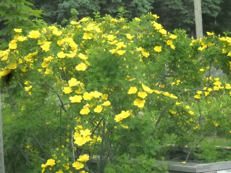 Art's Bayfield Almanac 7/01/11 HARRISON'S YELLOW ROSE