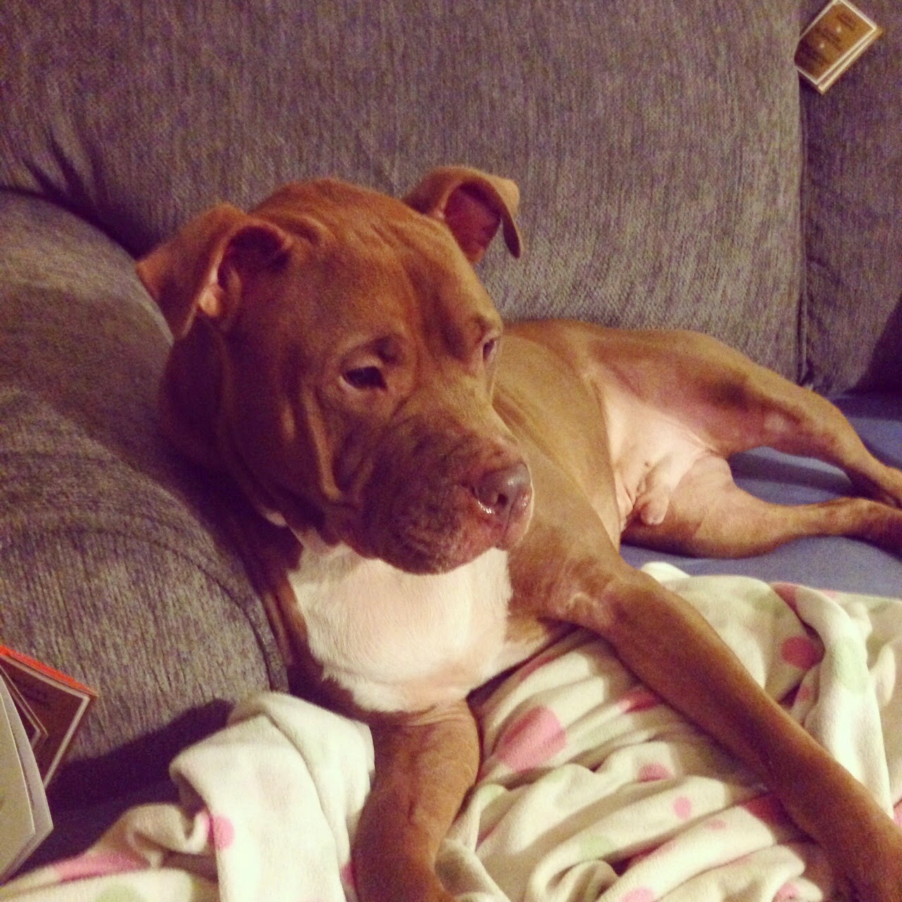 Courtanai The Real Rules of Living With Pit Bulls