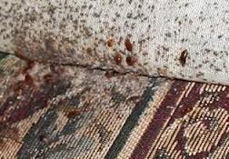 Pijat - Serangga Yang Menyerang Katil & Tilam