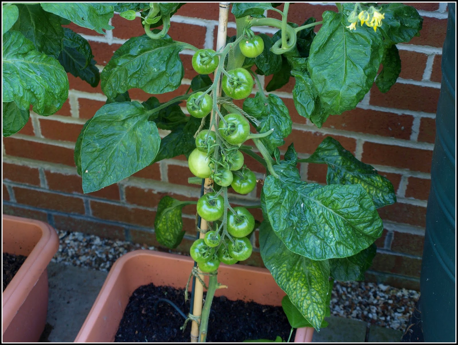 Mark's Veg Plot Tomatoes past the critical point??