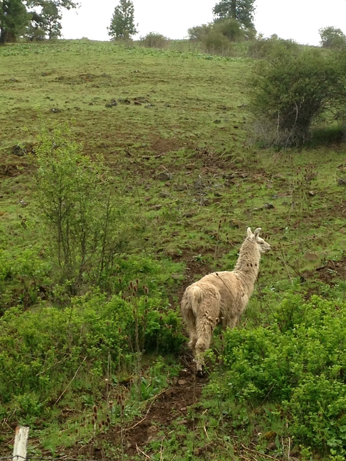 .Hike Mondays. NINE MILE RIDGE North Fork Umatilla Wilderness