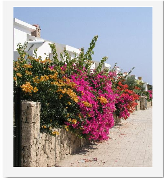 flowers for flower lovers. Cyprus flowers gardens.