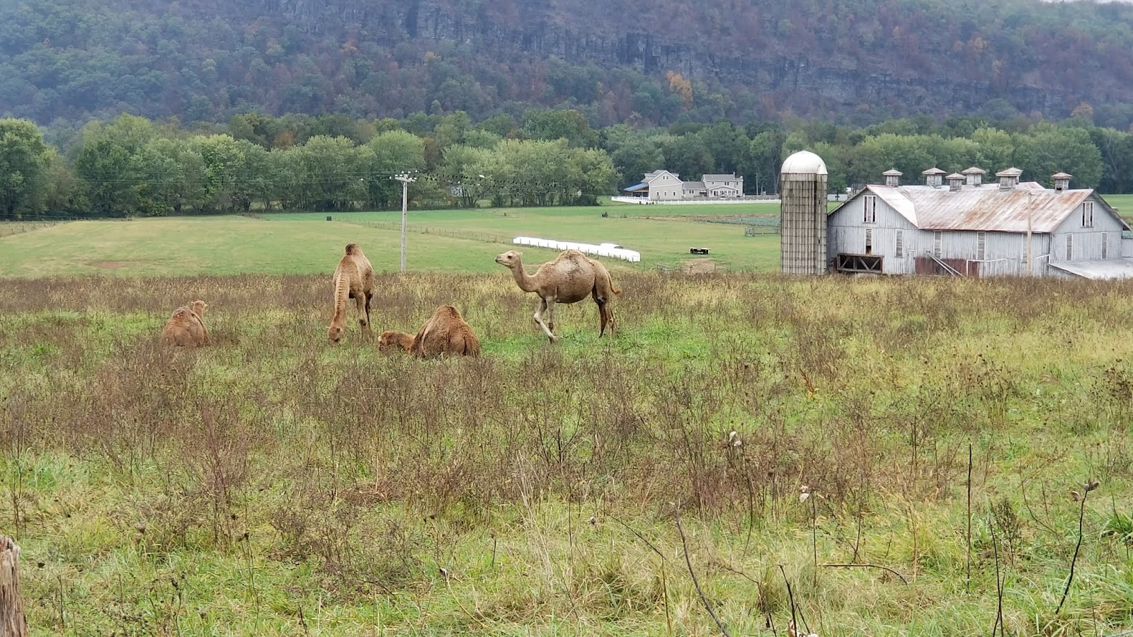 Valley Girl Views The Camels On 405 Between Watsontown Montgomery