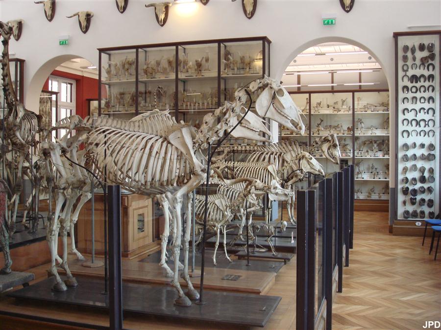 Musée Fragonard De L'école Vétérinaire De Maisons-alfort Paris-bise-art : Ecole vétérinaire d'Alfort - Le musée Fragonard (1)