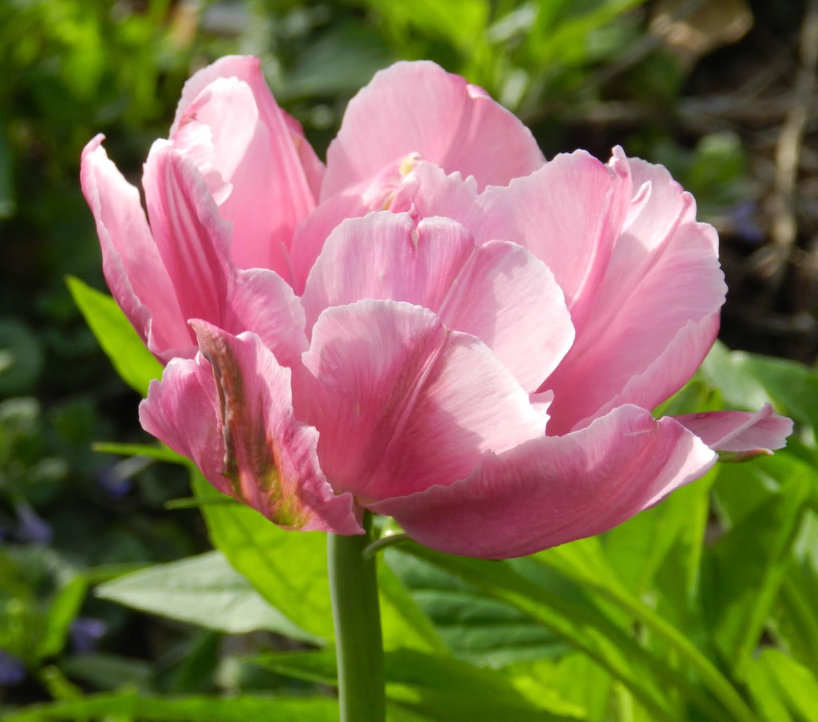Prairie Rose's Garden GBBD Remembering Spring