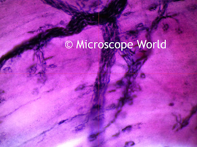 Biological microscope motor nerve image
