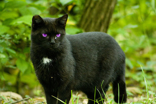 Purple And Black Shadow Cat Purple And Black Shadow Cat
