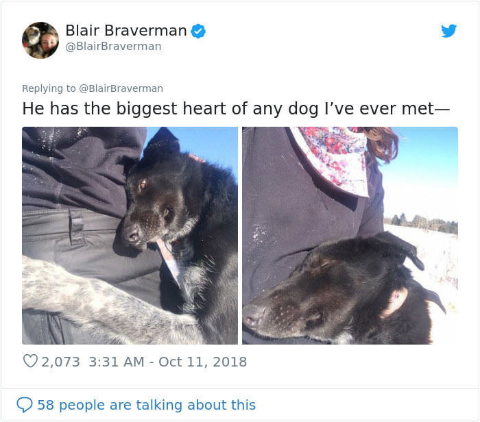 Woman Shares How Her Adorable But ‘Dumb As A Box Of Rocks’ Sled Dog Took Her Home