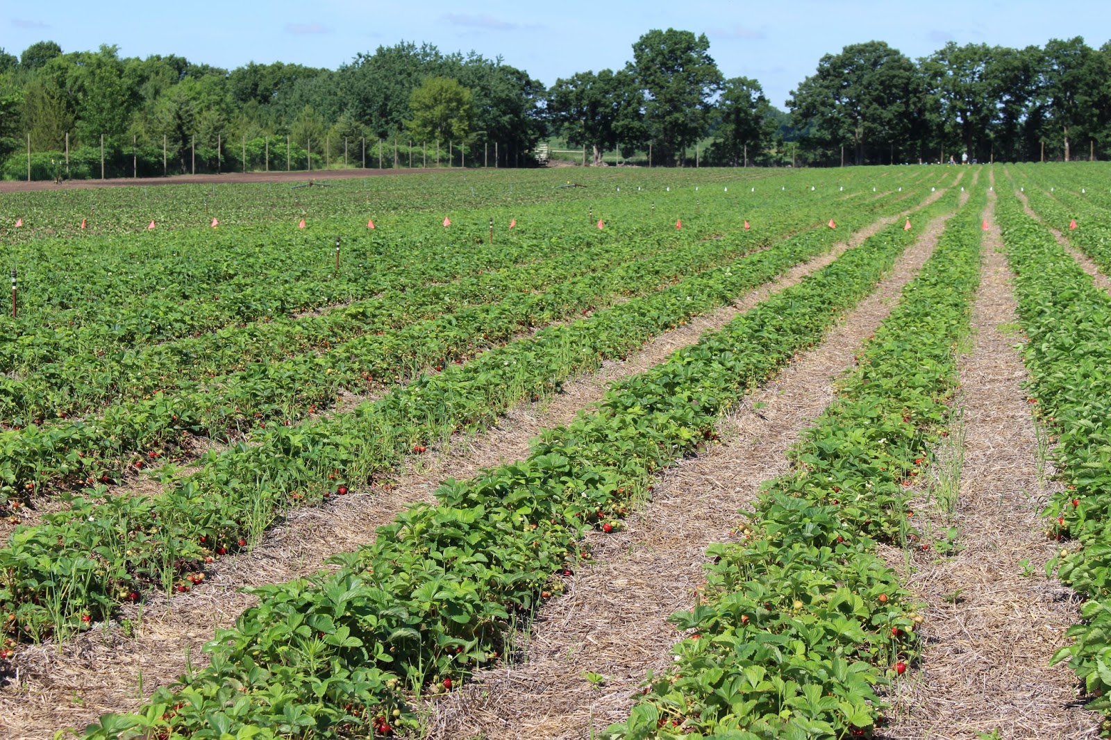 Living a Listful{l} Life