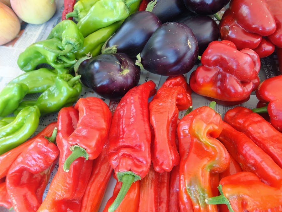 COSECHA DE PIMIENTOS ITALIANOS ROJOS