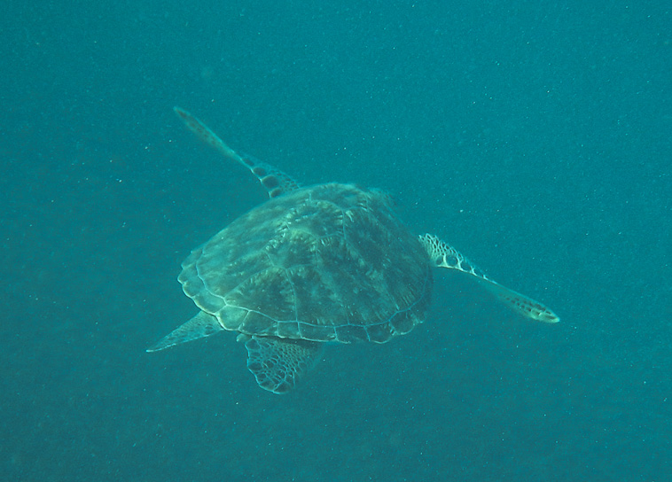 2016 Around the World Trip Bat Cave & Giant Sea Turtles Martinique