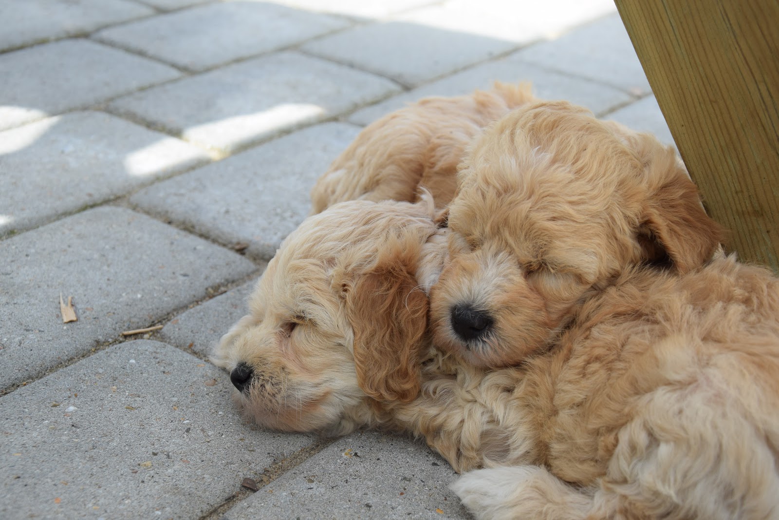 Unique-Dogs skønne Cockerdoodle hvalpe: Dejlige golden-cockerdoodle ...