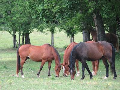paradigm retirement farms horse lighty sam