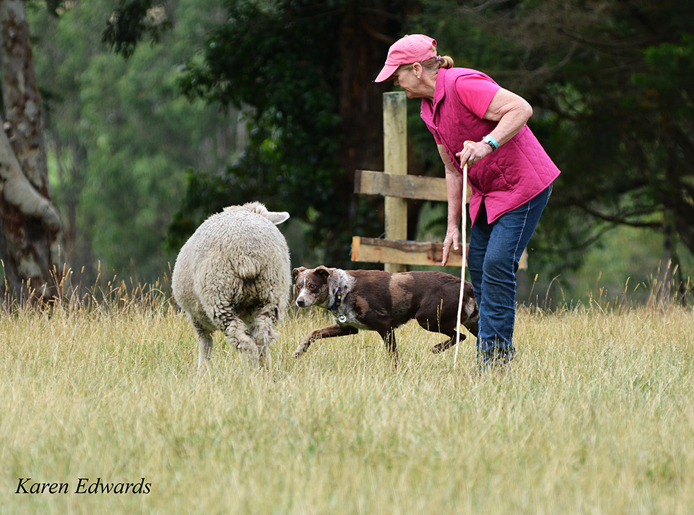 Dog Sports Herding the Joy of Working! Australian Dog Lover Dog Sports Herding the Joy of Working! Australian Dog Lover