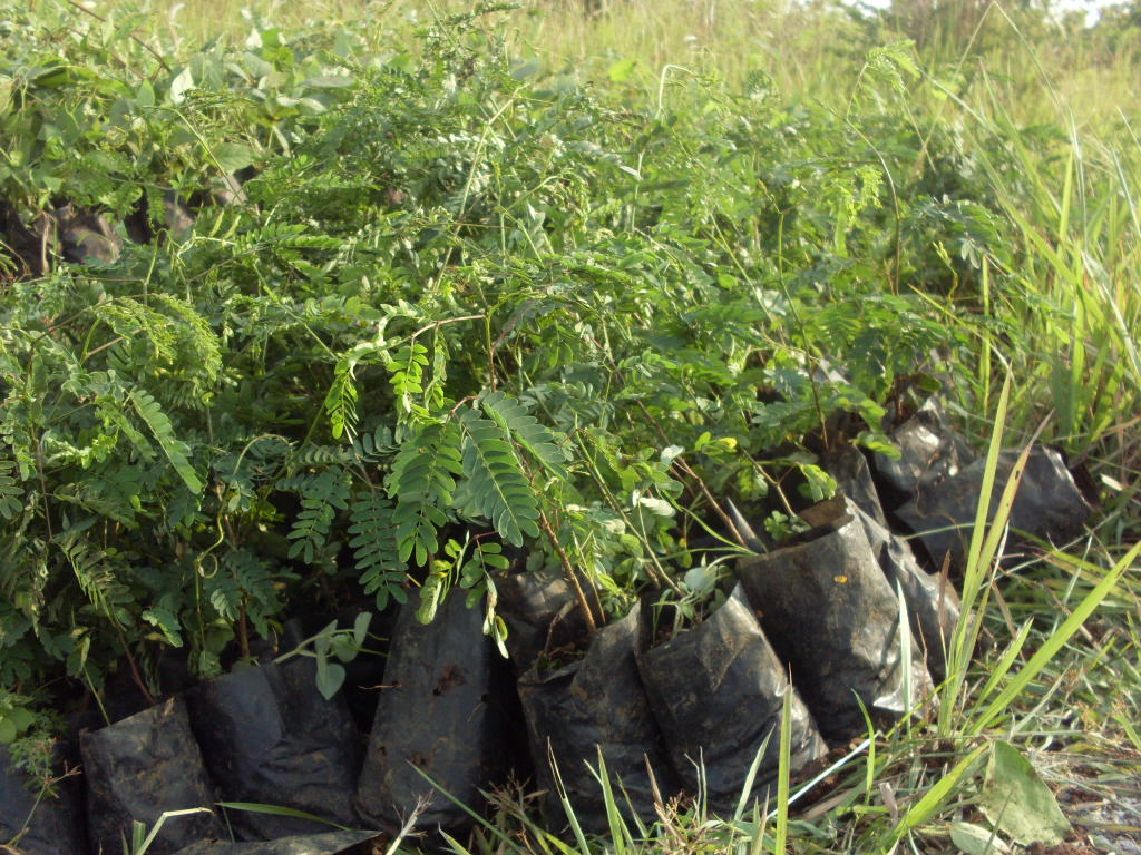 LMDH "Jati Bagus": Bibit Rumput