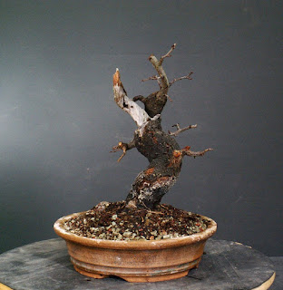 Sloe, Prunus spinose, trnka, bonsai, yamadori, dead wood