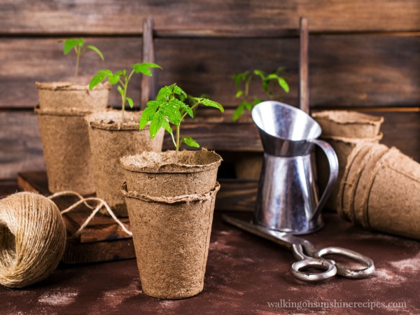 How to start seeds indoors for a great garden this summer from Walking on Sunshine. Peet Pot Containers are an easy way to start seeds indoors for a great garden from Walking on Sunshine.
