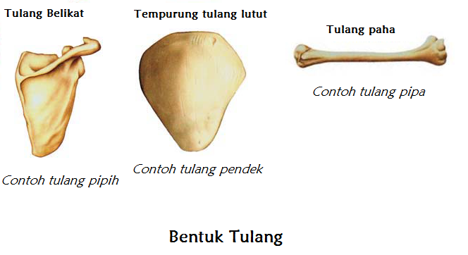 Berdasarkan bentuknya tulang dibagi menjadi tulang pipa tulang pipih dan tulang pendek tulang tulang
