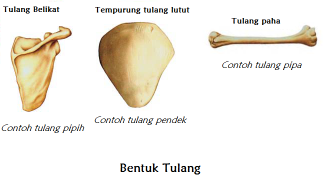 Kerangka Tubuh Kita dan Fungsinya