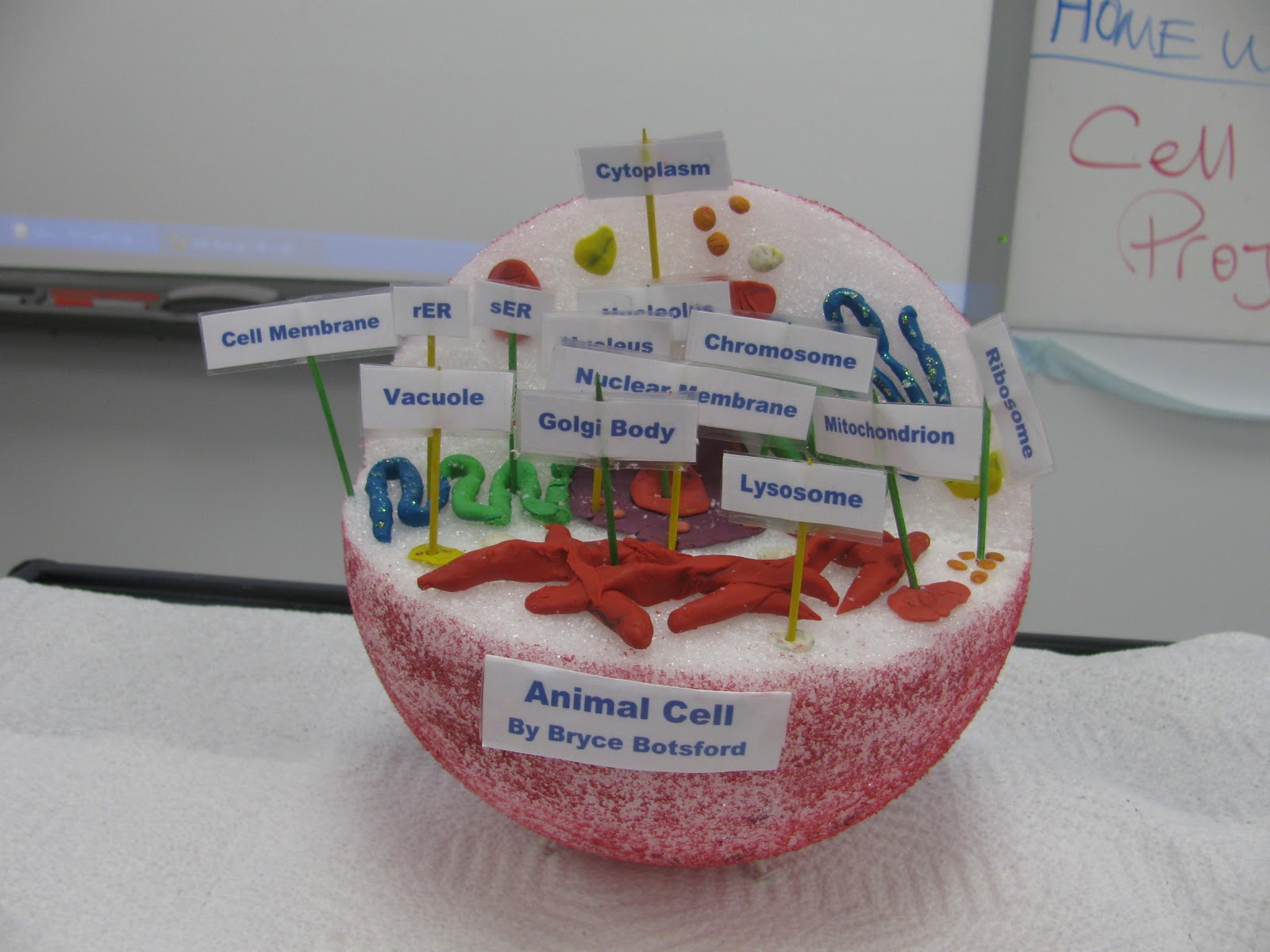 Ms. Corson's Science Class Cell Model Project