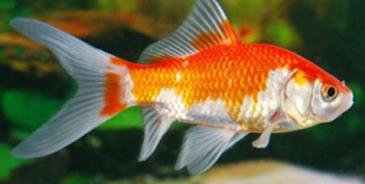 Ikan Hias Akuarium Tanpa Oksigen Ikan Hias Akuarium Tanpa Oksigen