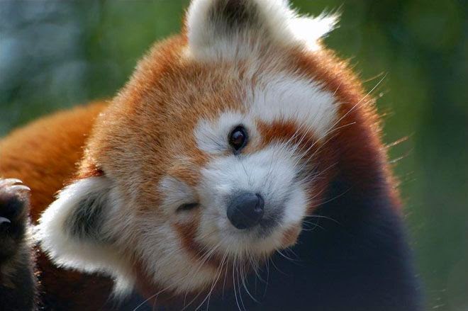 cute-red-panda-01.jpg