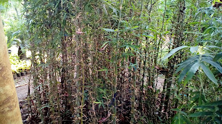 Jual Bambu Hias,Bambu Nagin