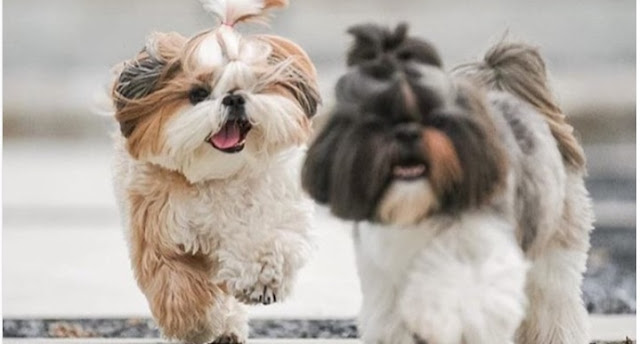 Amoroso e independente, SHIH-TZU é apegado ao dono mas sabe se virar sozinho