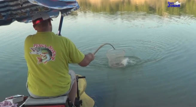 Pesca Coup con Caña Fija