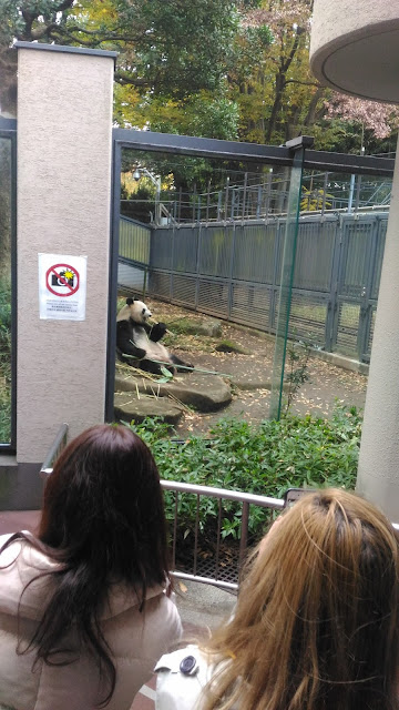 Le célèbre panda de Ueno