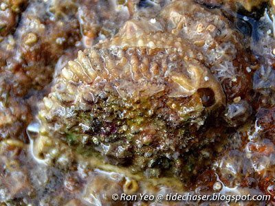Jewel Box (Chama sp.) Jewel Box (Chama sp.)