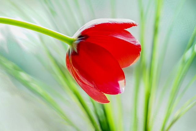 hoa tulip hồng, tím đẹp nhất 4